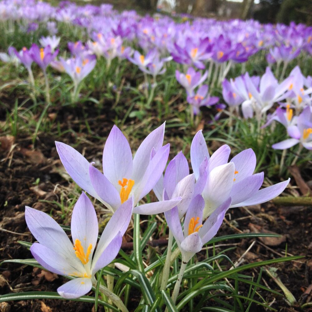 Springtime Photography Ideas